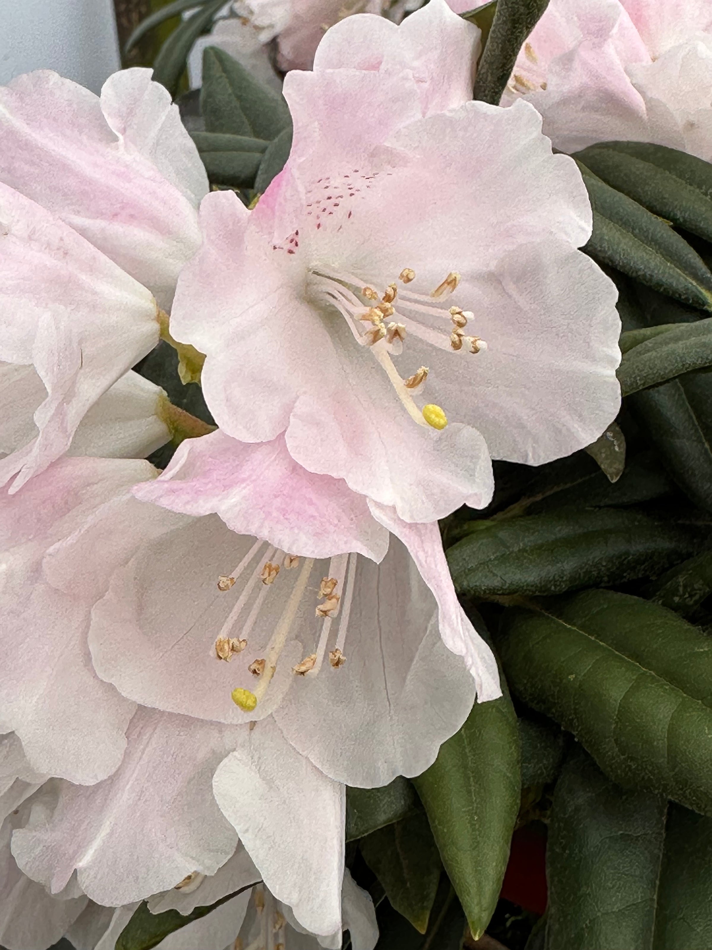 Southern Living® Elegance™ Southgate® Rhododendron 'Fair City