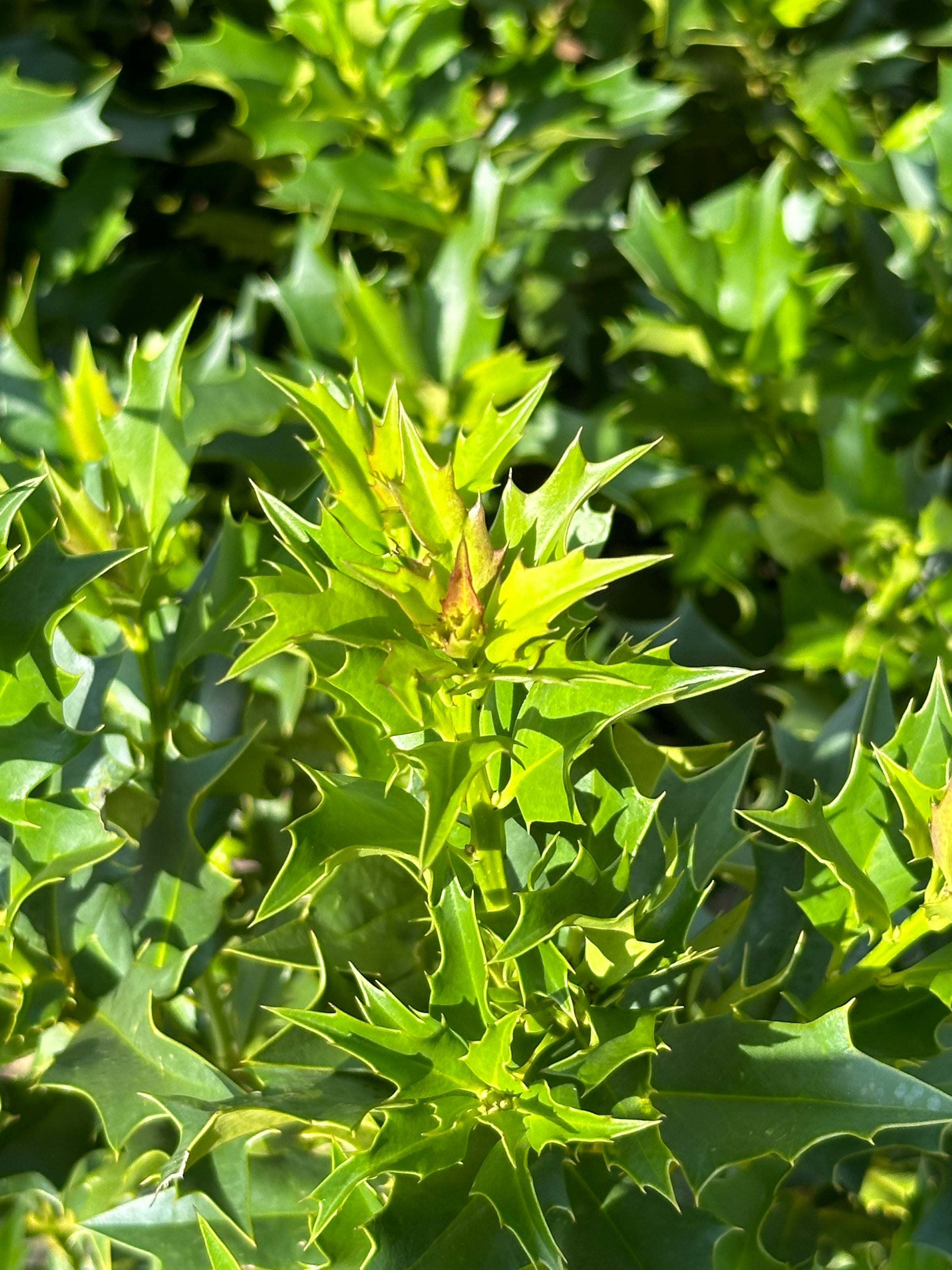 Ilex latifolia 'Green Flame' Holly | Transplant Nursery, Inc
