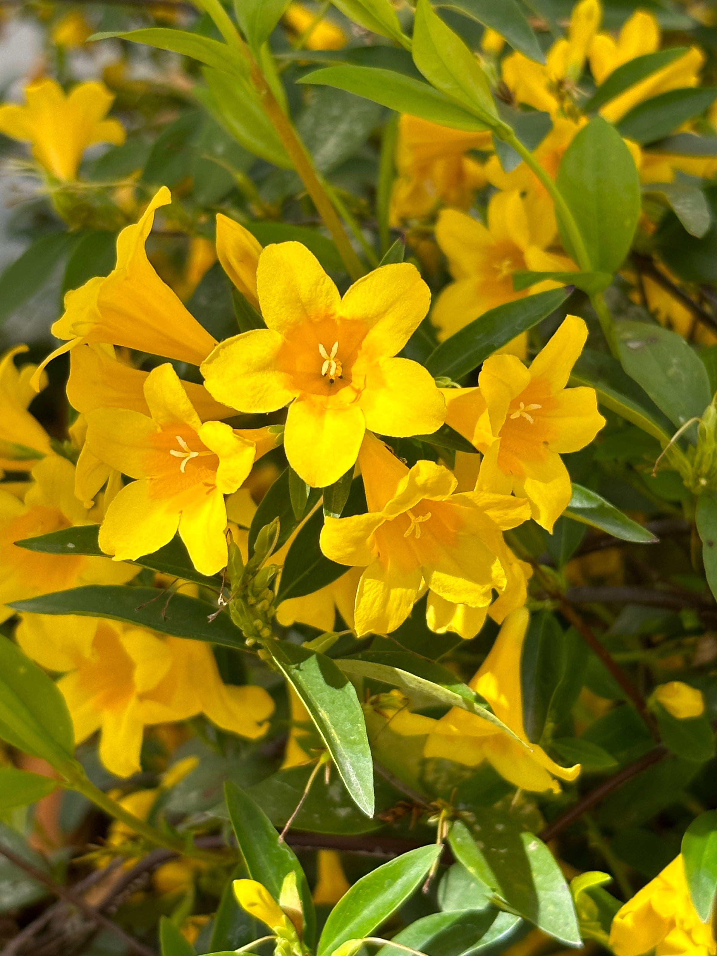 Carolina Jessamine - Gelsemium sempervirens | Transplant Nursery, Inc