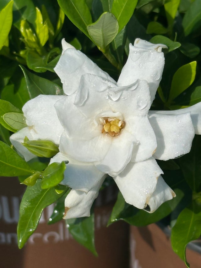 Gardenia | Transplant Nursery, Inc