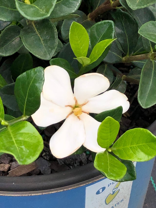 Gardenia | Transplant Nursery, Inc
