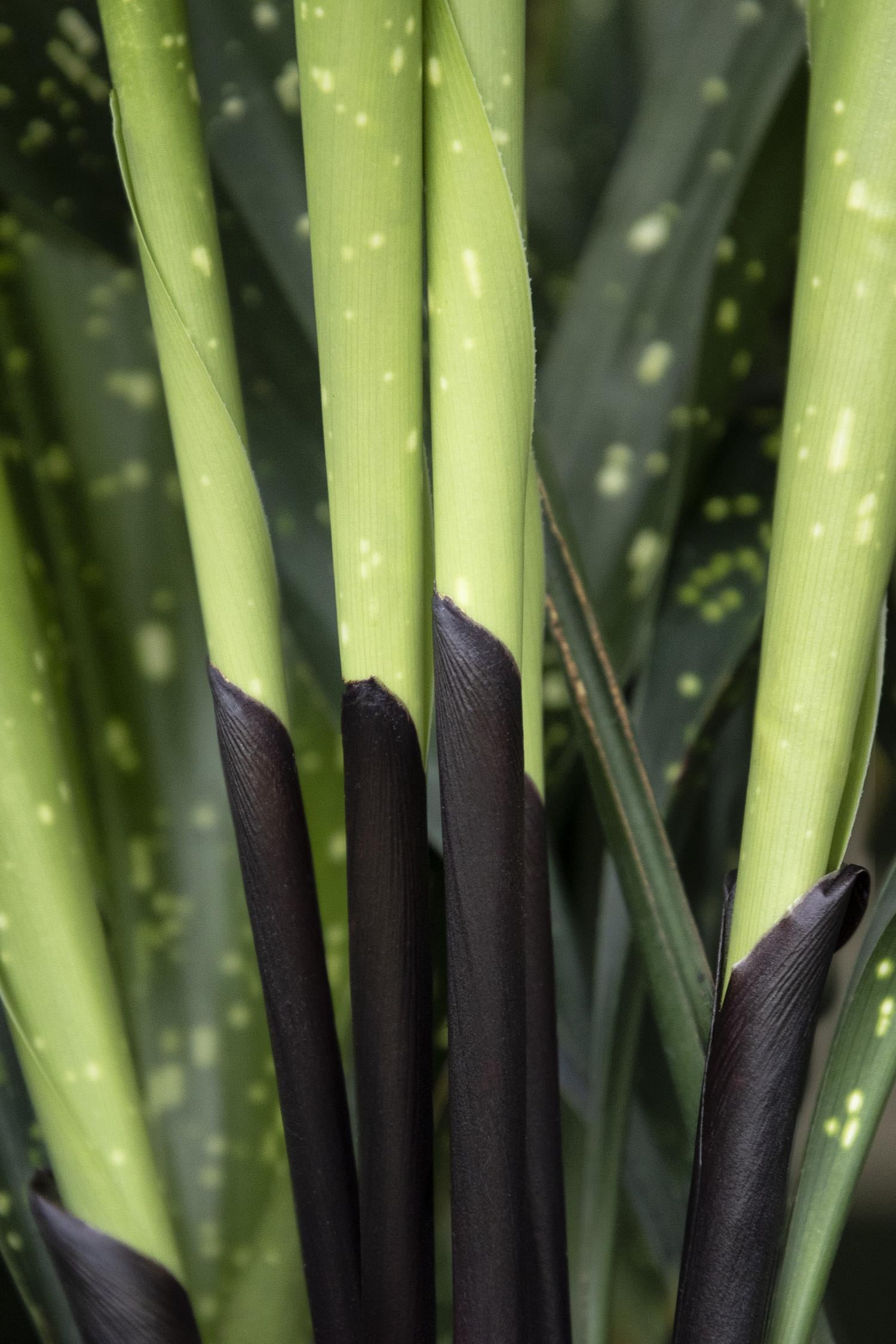 Aspidistra elatior 'Spek-tacular' Cast Iron Plant | Transplant