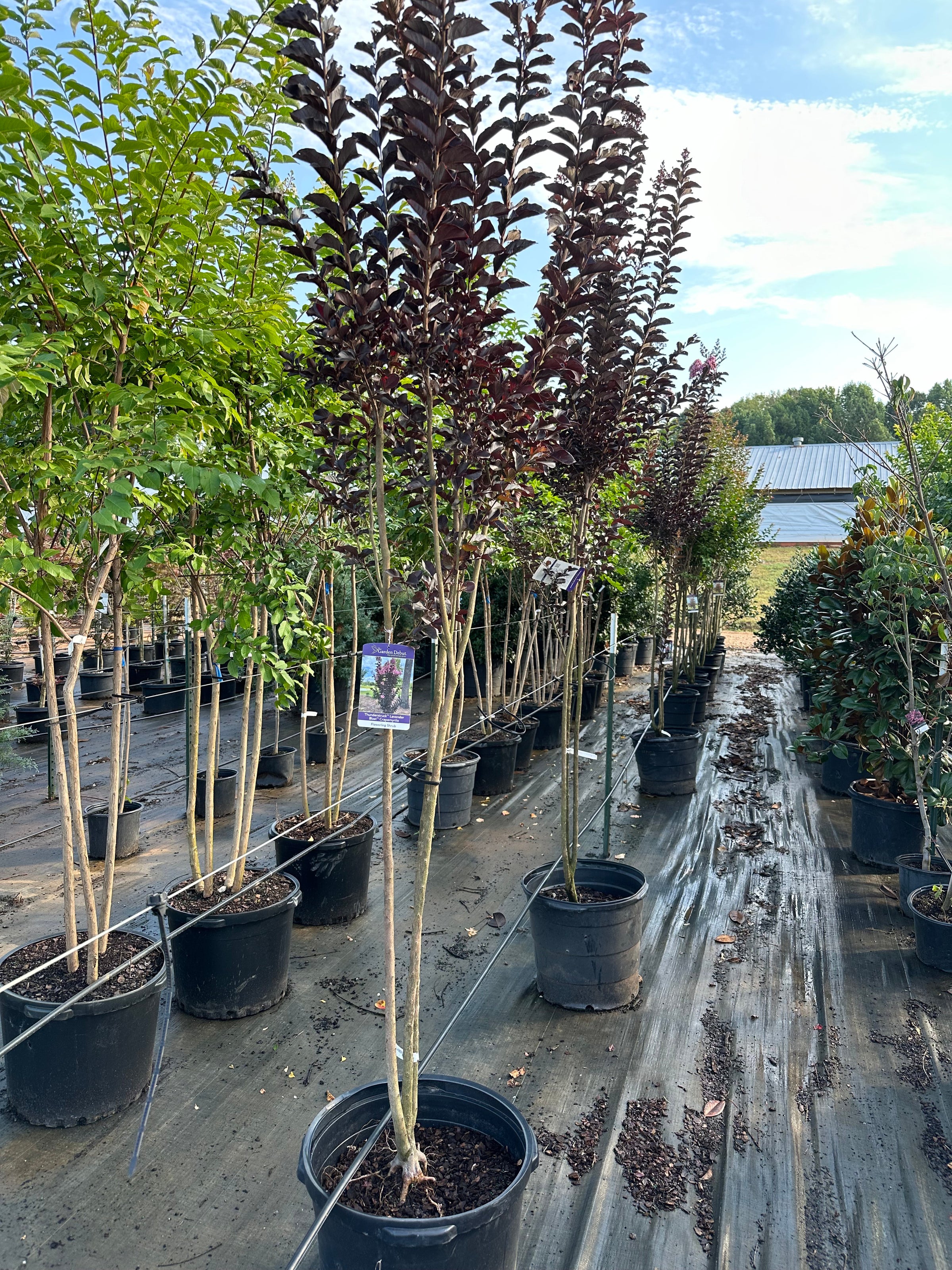 Thunderstruck™ Lavender Blast™ Crapemytrle | Transplant Nursery, Inc