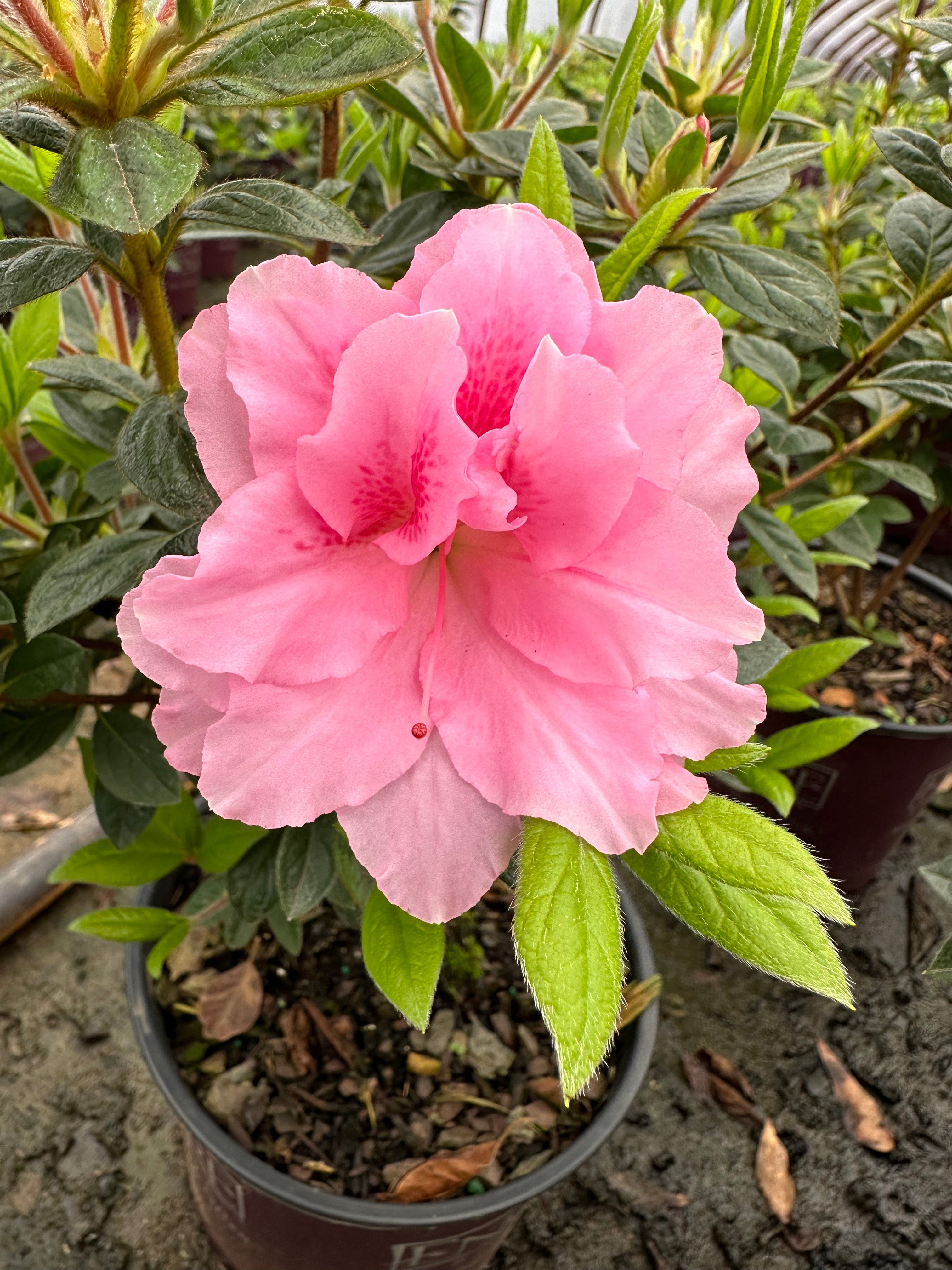 Encore Azalea® Autumn Carnation™ Rhododendron 'Roblec Encore Azalea® Autumn Carnation™ Rhododendron 'Roblec