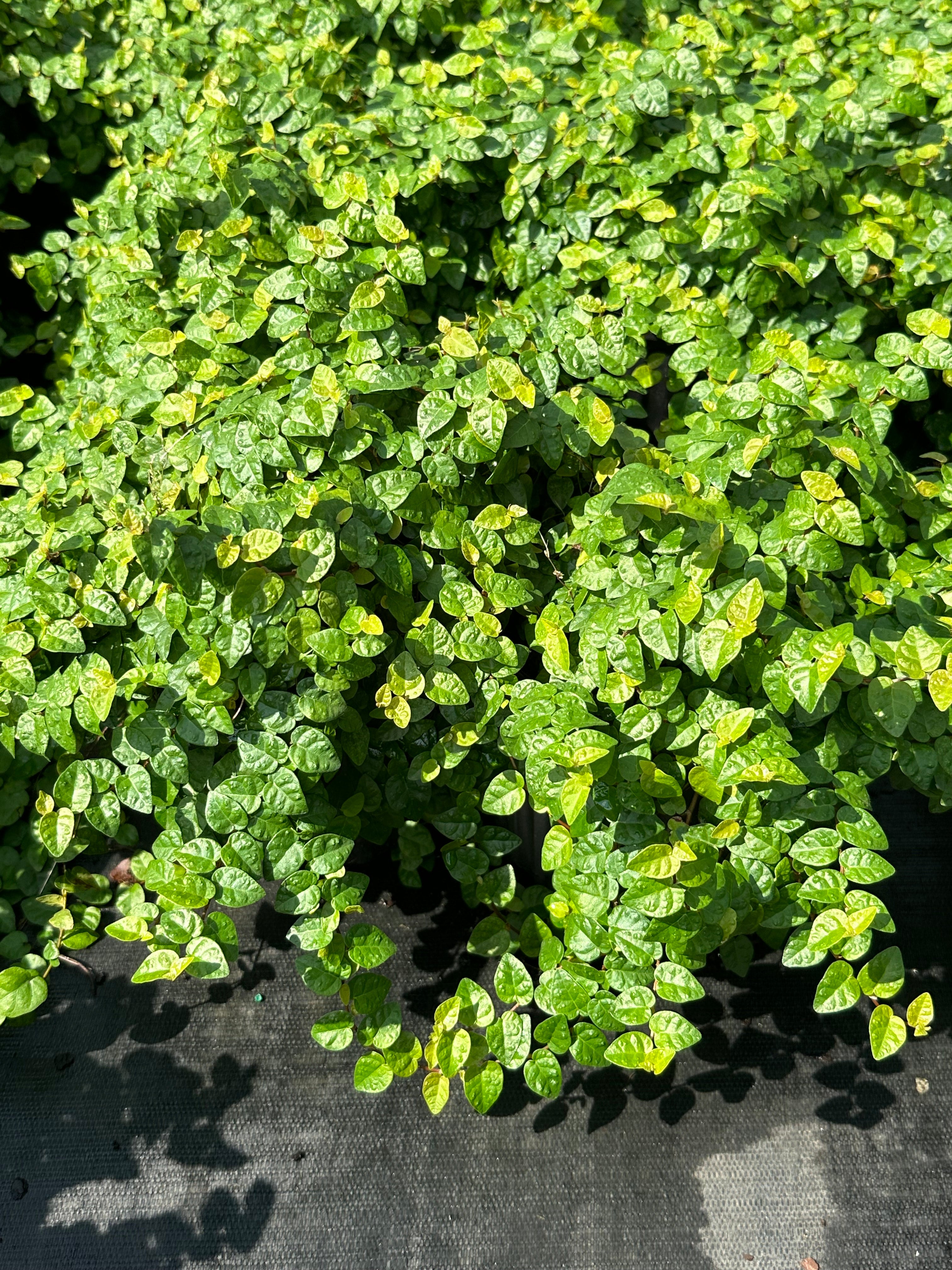 Ficus pumila 'Creeping Fig' | Transplant Nursery, Inc