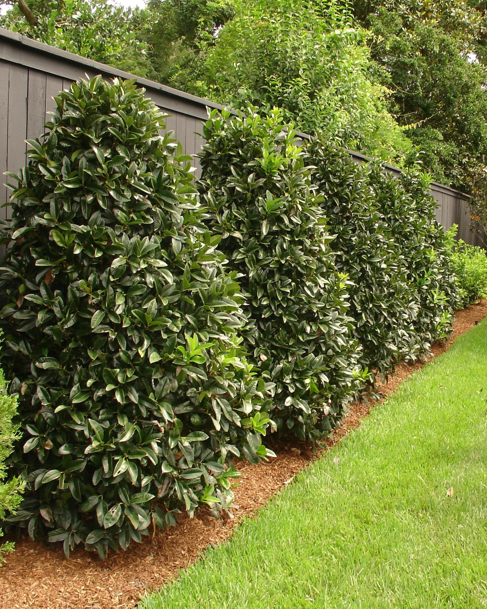 Ilex latifolia 'Auburn' | Transplant Nursery, Inc