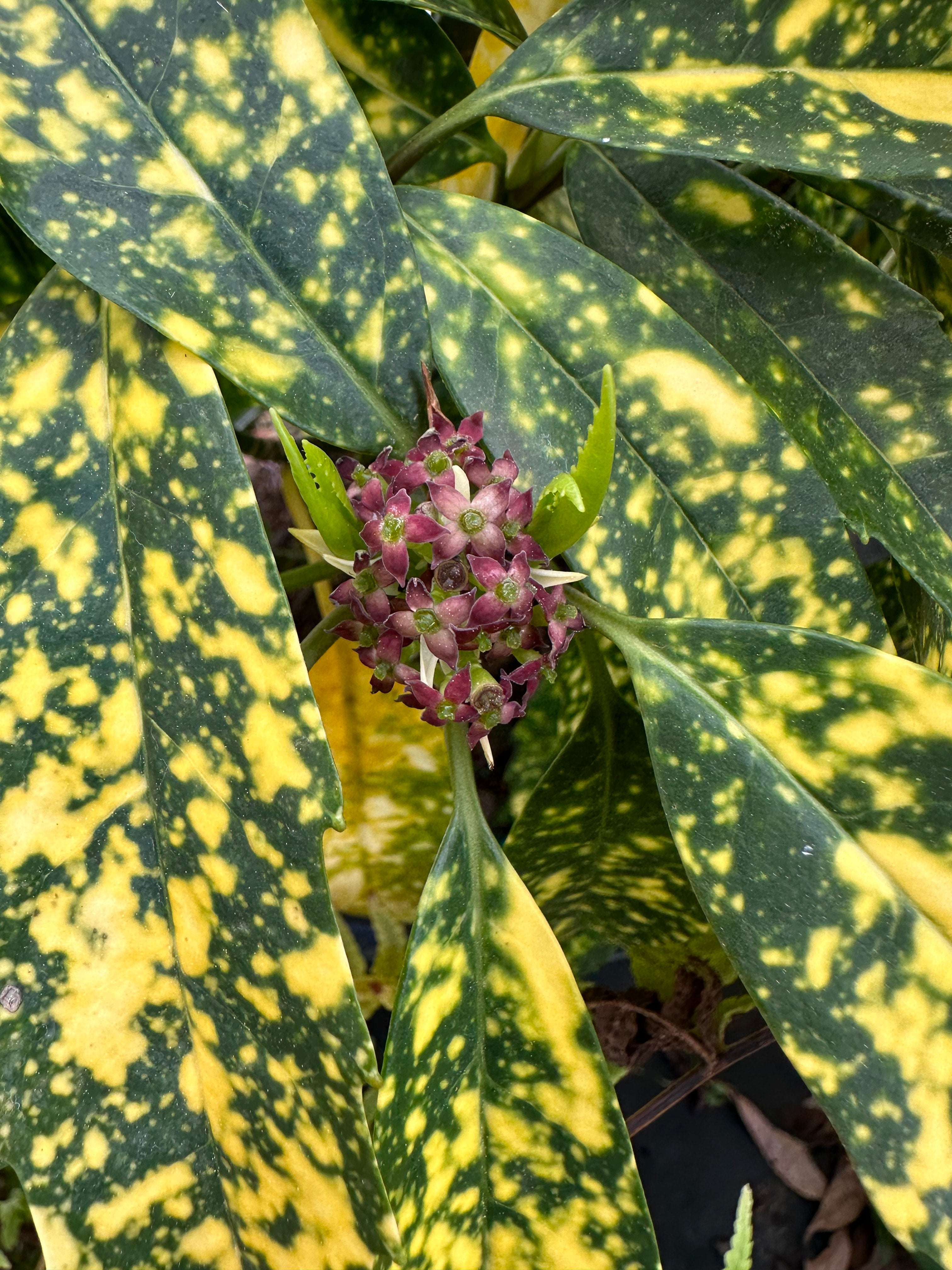 Aucuba japonica 'Hosoba HoshiFu' | Transplant Nursery, Inc