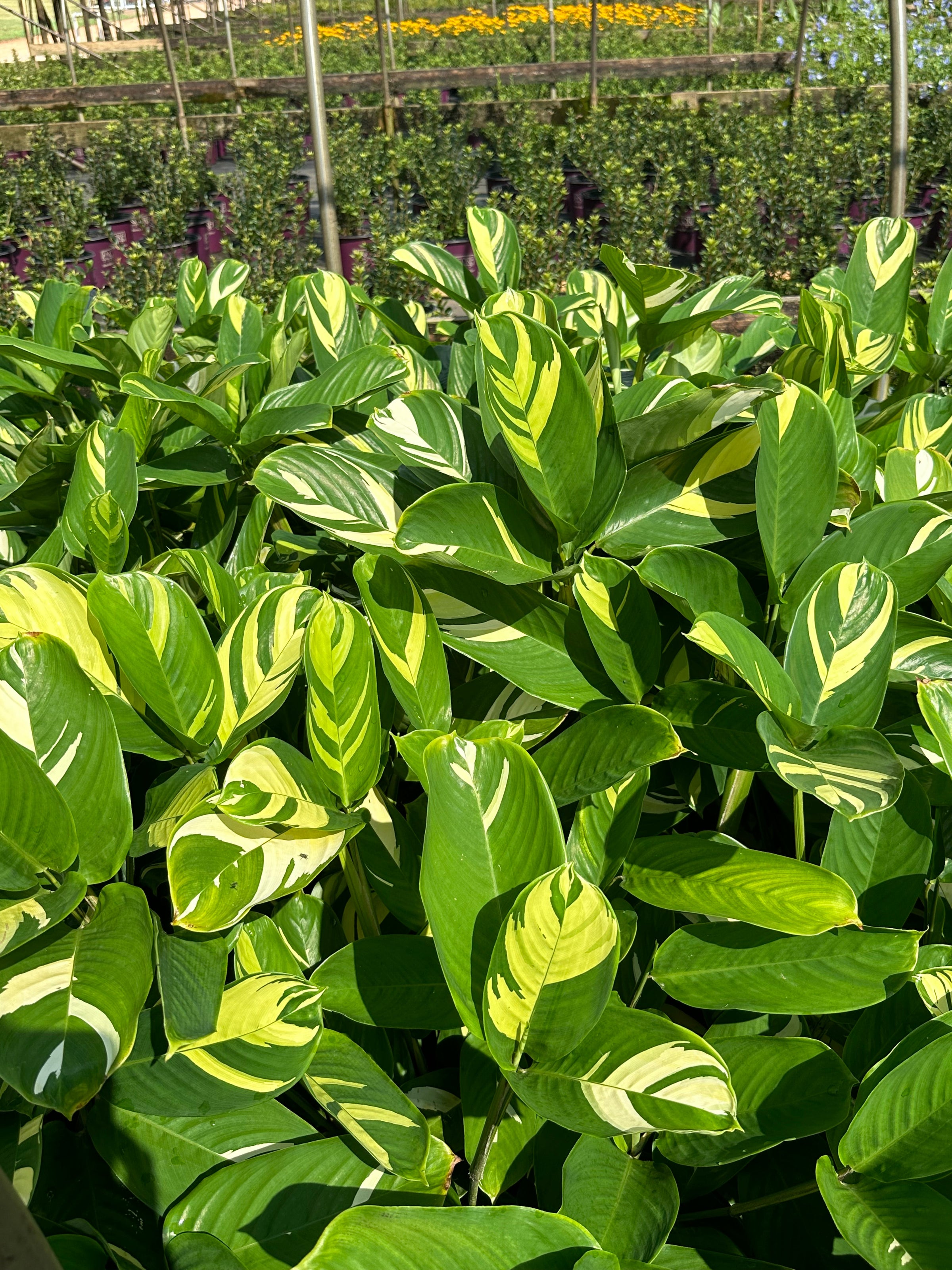 Ctenanthe lubbersiana | Transplant Nursery, Inc