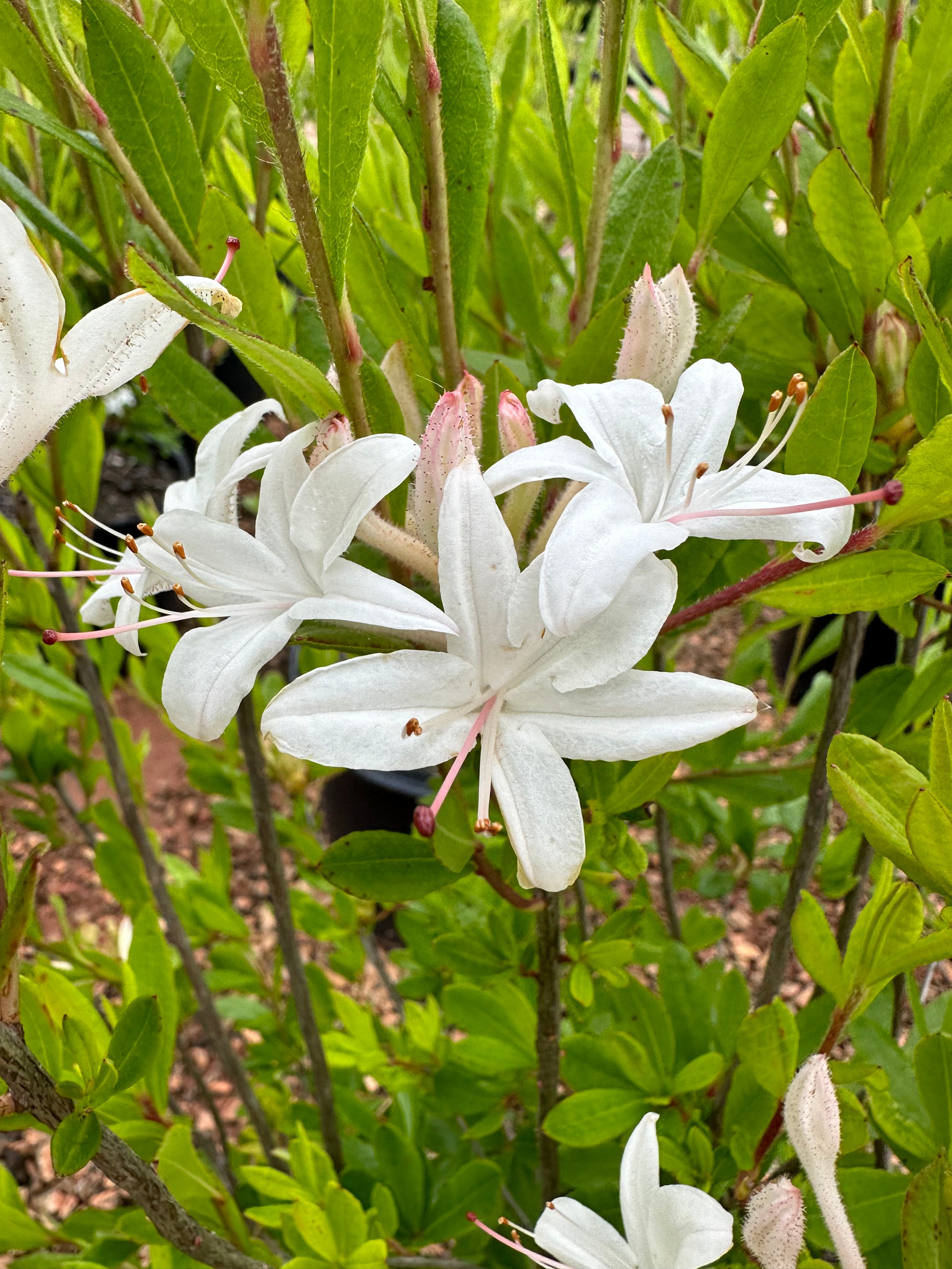 Maid in the Shade® 'Summer Eyelet' Azalea Rhododendron viscosum