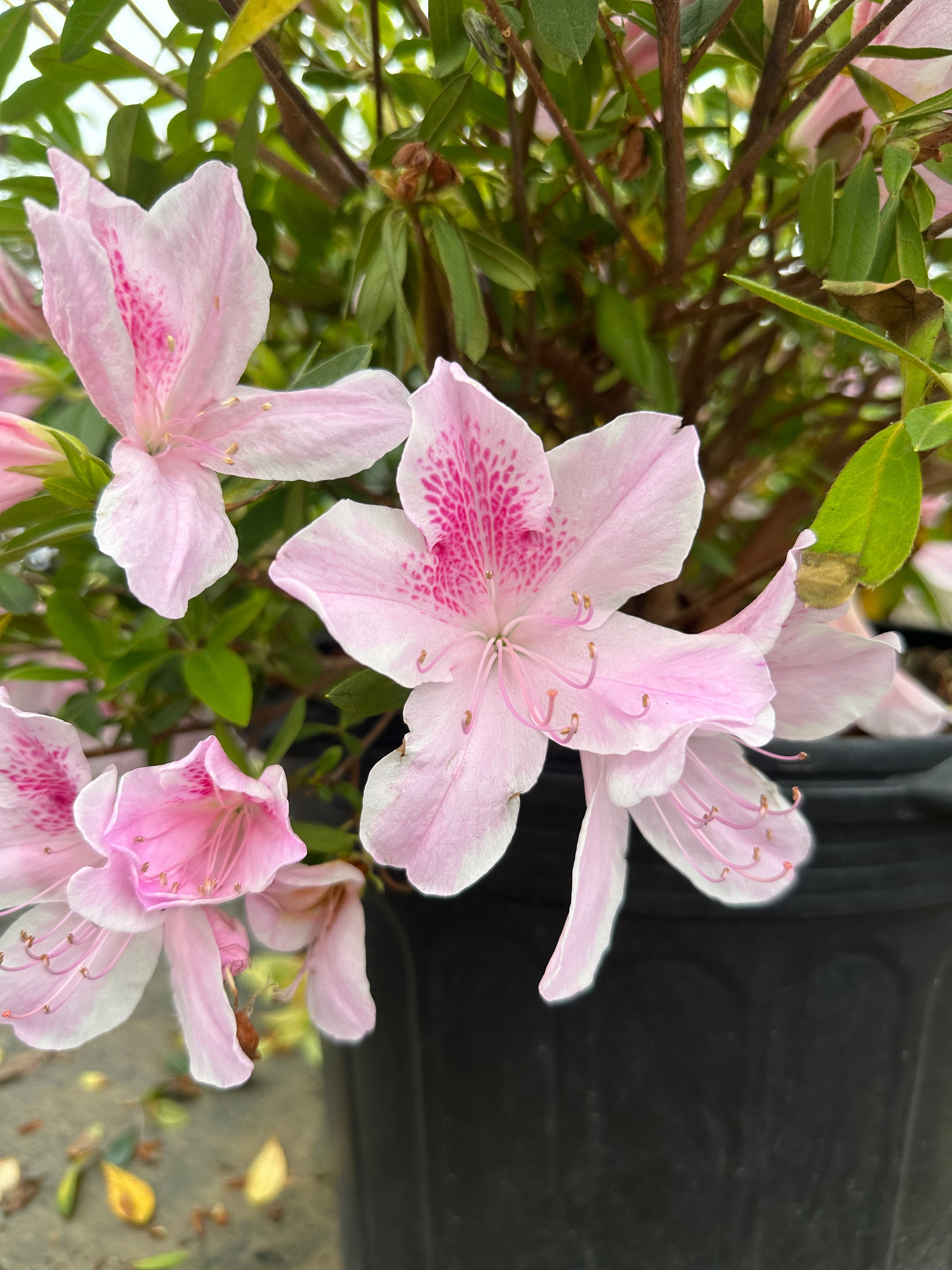 Azalea x 'George Lindsey Tabor' | Transplant Nursery, Inc