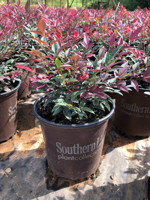 Southern Living® Obsession™ Nandina domestica 'Seika' PP21891