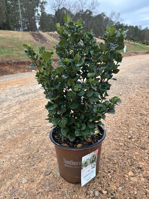 Gardenia Diamond Spire® 'LeeFive' PP32516 Southern Living