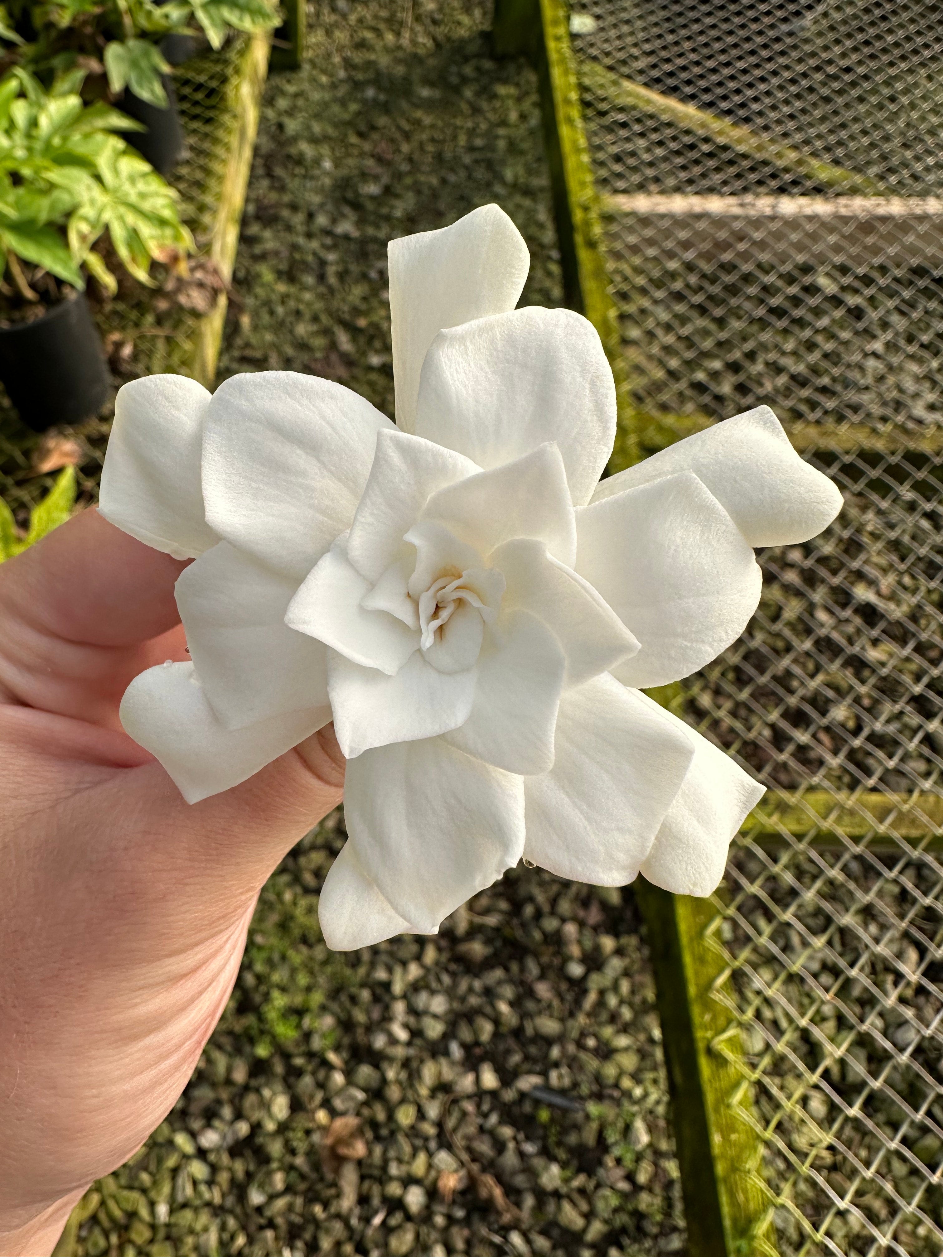 Double Mint Gardenia | Transplant Nursery, Inc