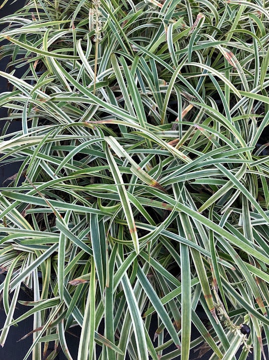 Liriope muscari 'Variegata' | Transplant Nursery, Inc