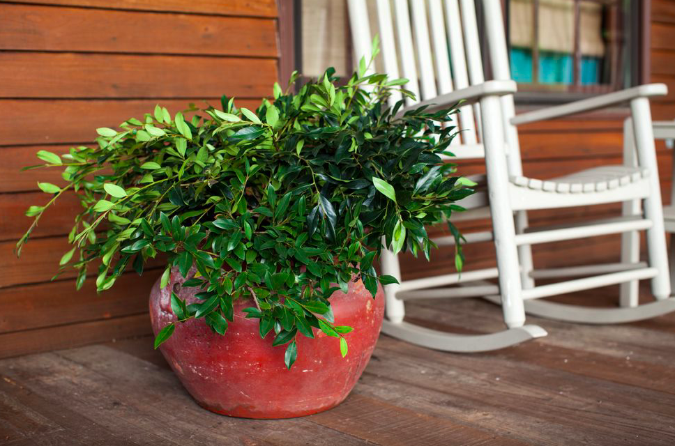 indoor tall plant stand Tall Plant Stand Large Indoor Shelf 71