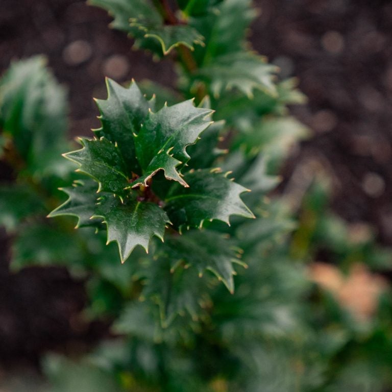 Great Neighbor™ Ilex x 'EN4' PPAF | Transplant Nursery, Inc