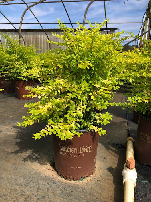 Southern Living 'Sunshine' Ligustrum sinense PP20379