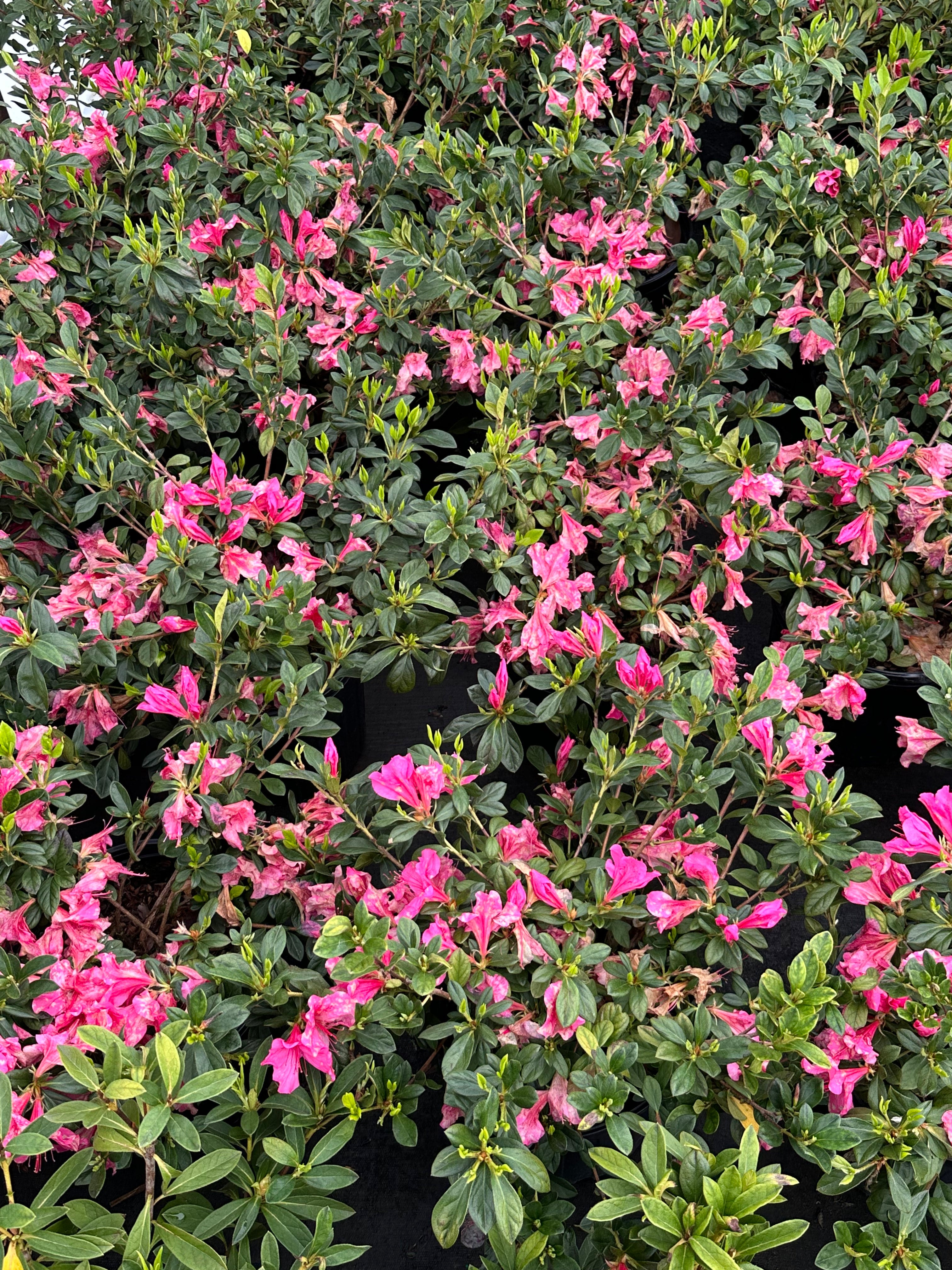 Azalea 'Pride of Mobile' | Transplant Nursery, Inc