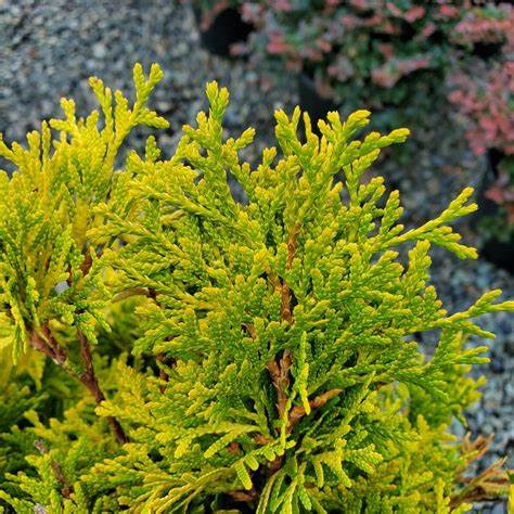 Thuja occidentalis 'Jantar' Golden Emerald Arborvitae PP#22296