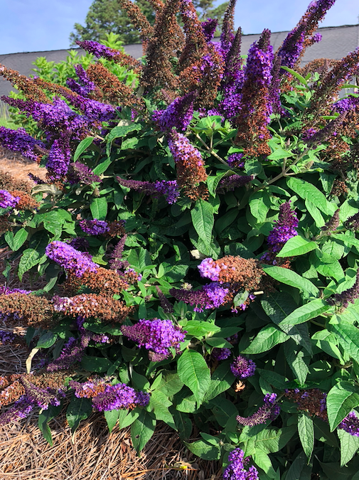 Buddleia Pugster Blue Size
