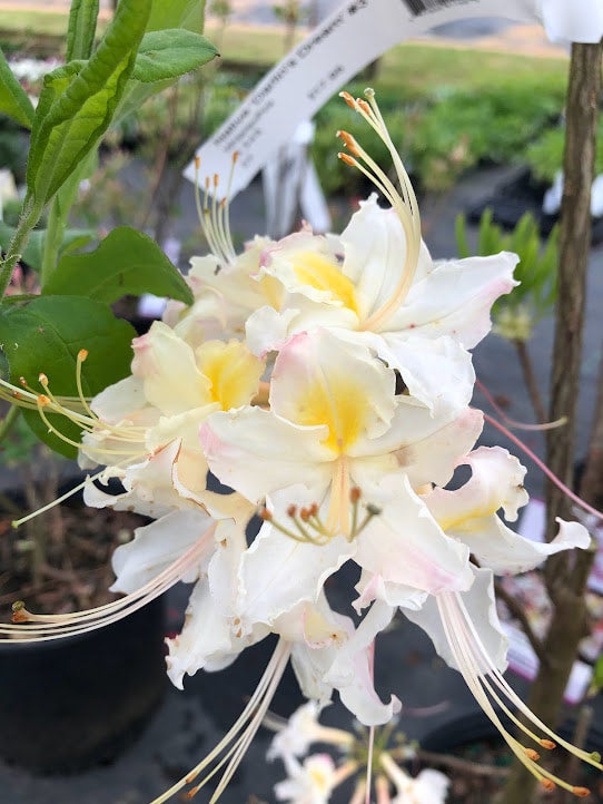 Maid in the Shade® 'Darlin's Dream' Azalea R. canescens x R