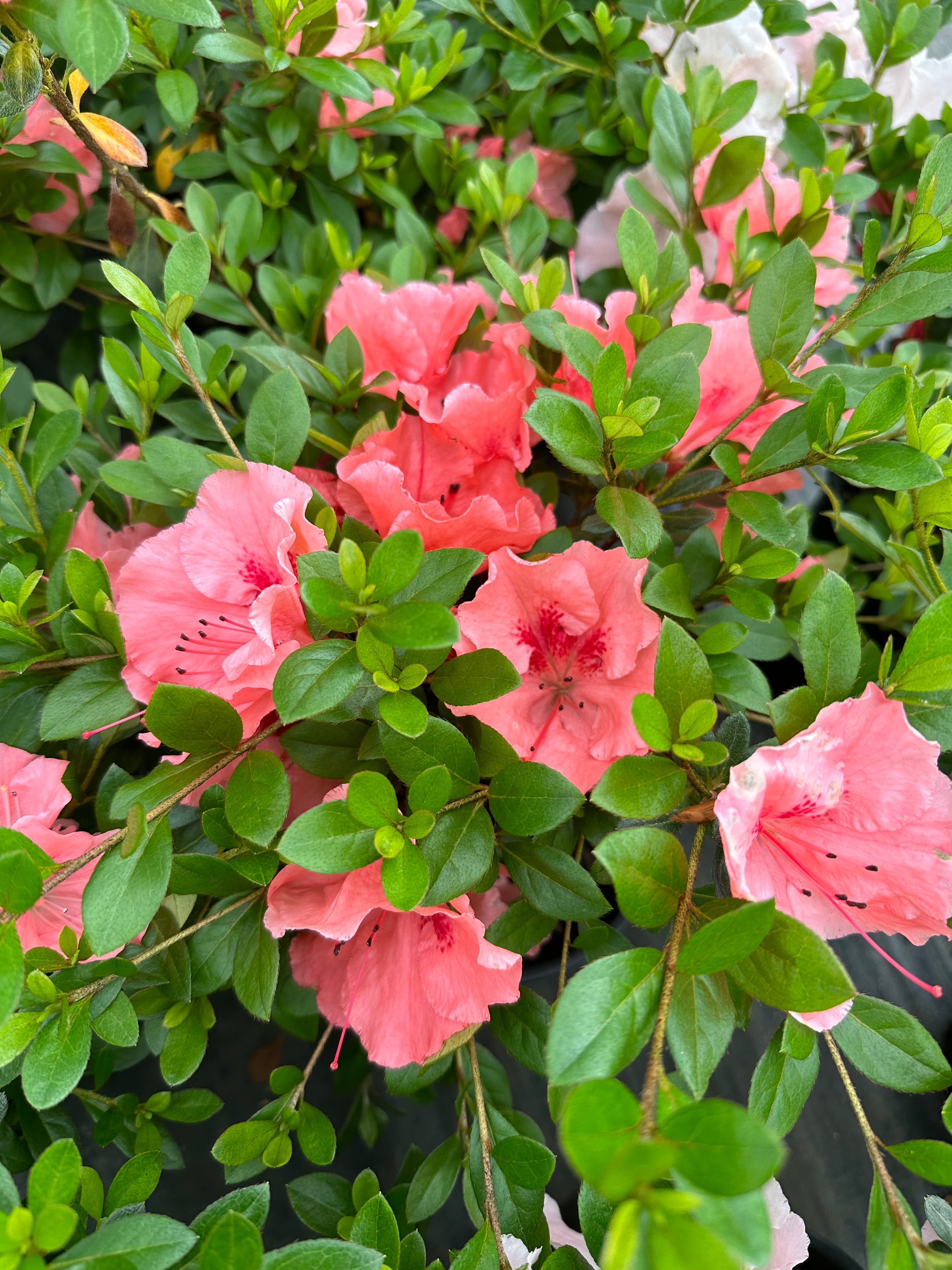 Maid in the Shade® 'Hilda Niblett' Rhododendron 'Robinhill Azaleas