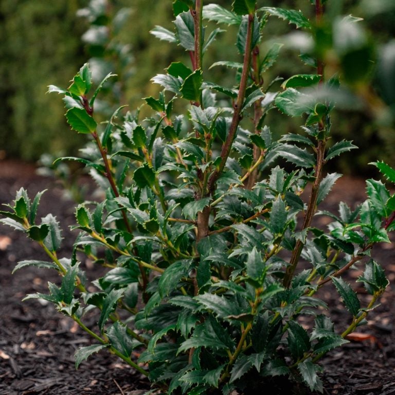 Great Neighbor™ Ilex x 'EN4' PPAF | Transplant Nursery, Inc