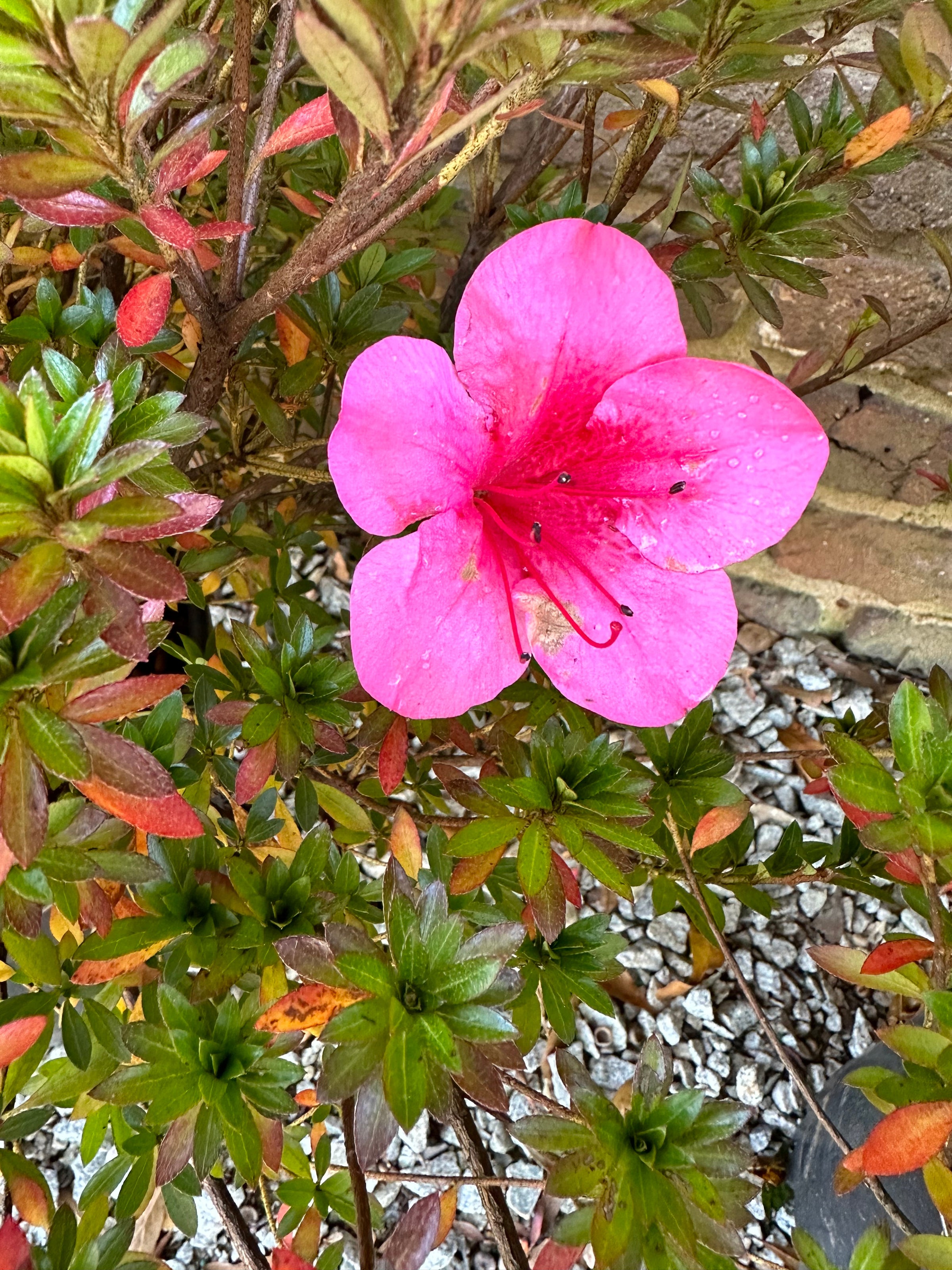 Azalea x Satsuki 'Chinzan' | Transplant Nursery, Inc