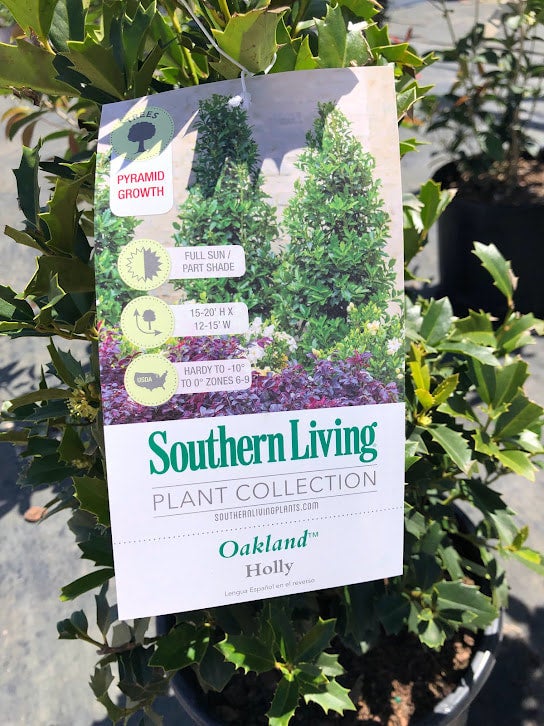 2.25 Gal. Holly Cone Evergreen Shrub 12512 - The Home Depot