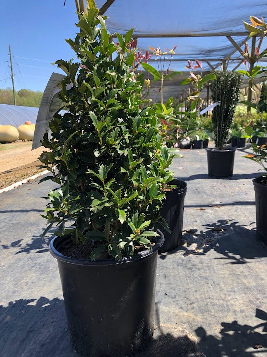 Southern Living® Oakland™ Holly Ilex hybrid 'Magland' PP14417