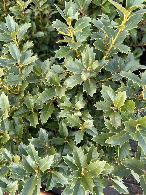 Perfect Plants 1 gal. Potted Oakleaf Holly Shrub at Tractor Supply Co