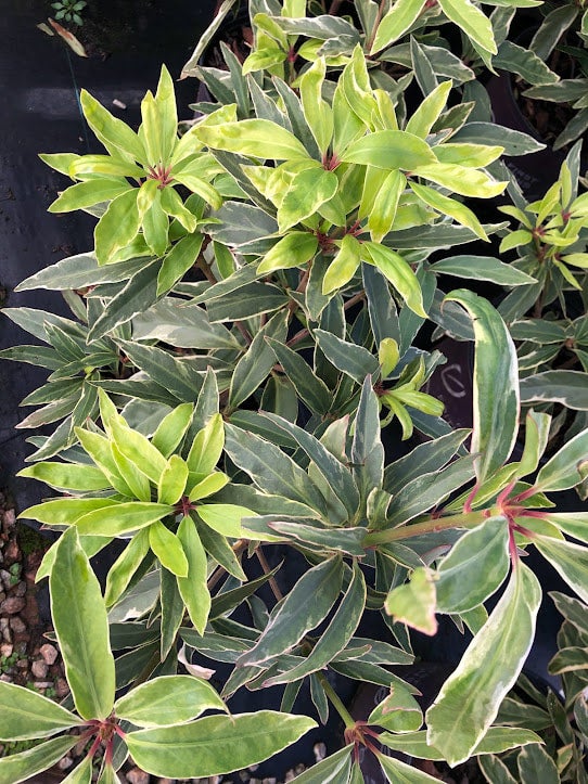 New. CRACKED ICE GARDENIA