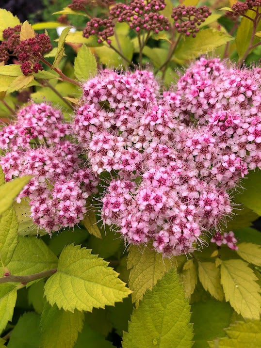 Proven Winners&reg; Double Play&reg; Gold Spirea Spiraea japonica Yan PP