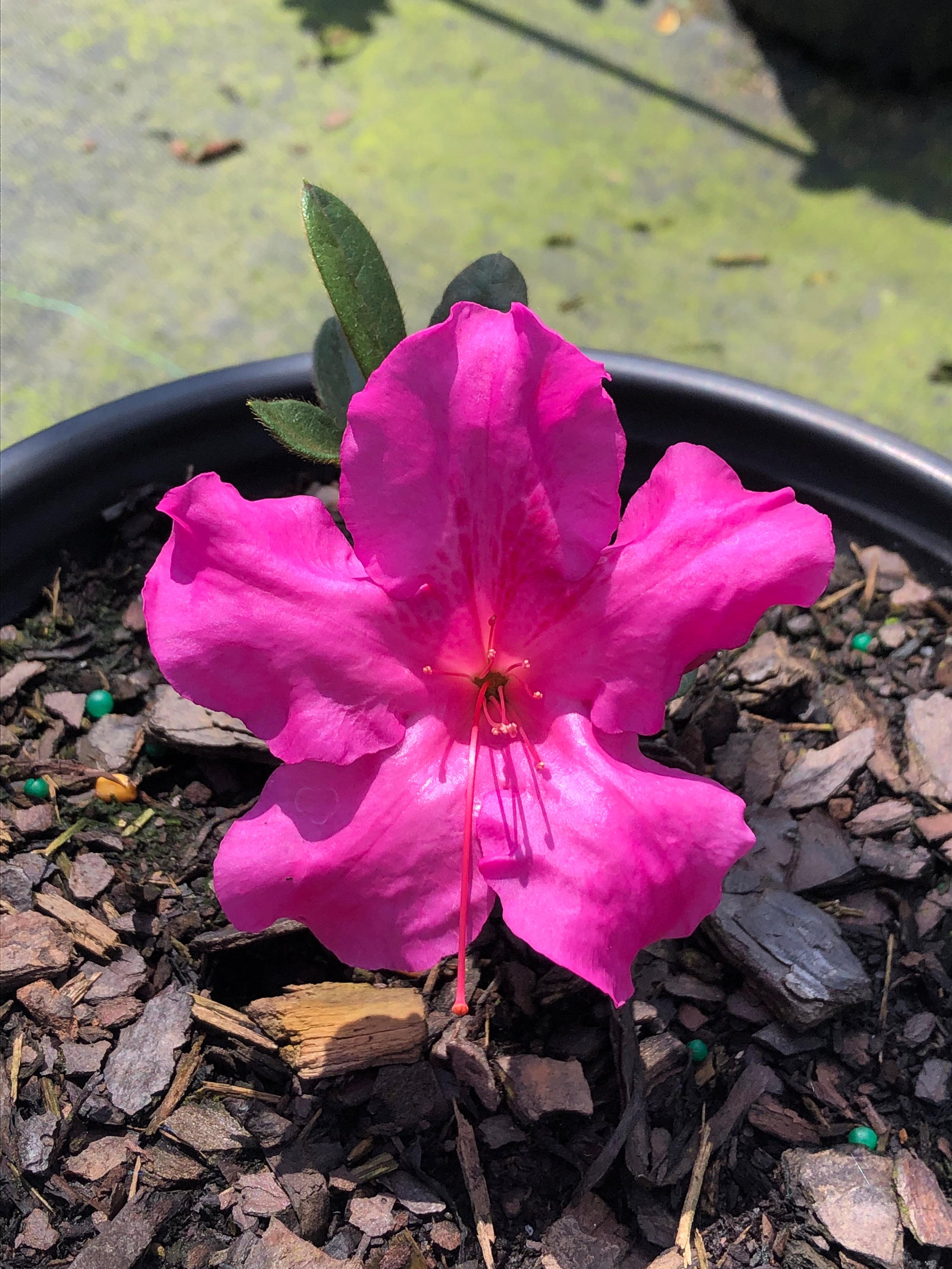 Autumn twist azalea sale